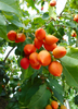 Bunchosia argentea, Peanut Butter Fruit Tree - Live Plant