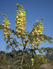 Caesalpinia Decapetala 10 Seeds, Biancaea Shrub Mysore Thorn Cat's Claw