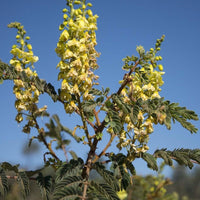 Caesalpinia Decapetala 10 Seeds, Biancaea Shrub Mysore Thorn Cat's Claw