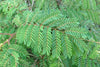 Caesalpinia Decapetala 10 Seeds, Biancaea Shrub Mysore Thorn Cat's Claw