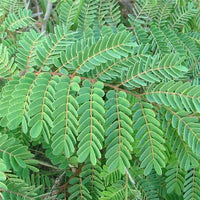 Caesalpinia Decapetala 10 Seeds, Biancaea Shrub Mysore Thorn Cat's Claw