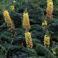 Caesalpinia Decapetala 10 Seeds, Biancaea Shrub Mysore Thorn Cat's Claw