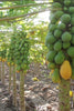 Carica Papaya 20 Seeds, Tropical Papaya Fruit Tree