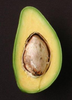 Persia americana, Avocado 'Catalina' Fruit Tree - Live Plant