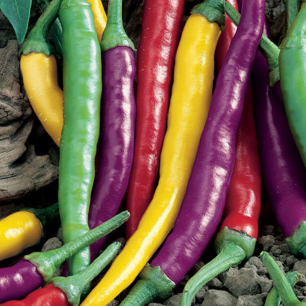 Pepper Joe Cayenne Blend Pepper Seeds, Garden Vegetables