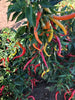 Cayenne Sweetness F1 Pepper Seeds, ZERO Heat Garden Vegetables