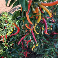 Cayenne Sweetness F1 Pepper Seeds, ZERO Heat Garden Vegetables
