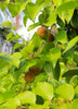 Dovyalis hebecarpa, Ceylon Gooseberry, Ketembilla Fruit Tree - Live Plant