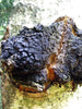 Mycomatrix Organic CHAGA Adaptogenic Mushroom Extract