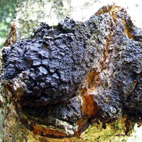 Mycomatrix Organic CHAGA Adaptogenic Mushroom Extract