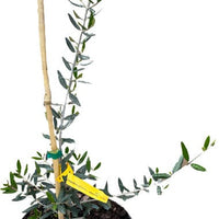 Olea Europea 'Chemlali' Olive Tree, Live Fruit Plant