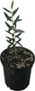 Olea Europea 'Chemlali' Olive Tree, Live Fruit Plant