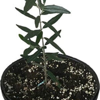 Olea Europea 'Chemlali' Olive Tree, Live Fruit Plant