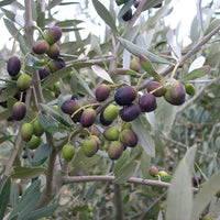 Olea Europea 'Chemlali' Olive Tree, Live Fruit Plant