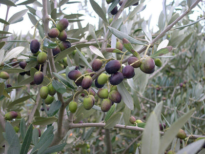 Olea Europea 'Chemlali' Olive Tree, Live Fruit Plant