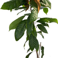 Trinitario Cacao, Large Rounded Red Orange Chocolate Tree