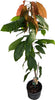 Trinitao Cacao Tree Yellow, Long Ribbed – Fruit-Bearing Chocolate Theobroma Cacao Tree