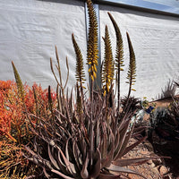 Aloe Barbadensis, Aloe Vera Landscape Succulent Plant