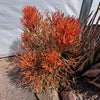 Euphorbia Tiricalli "Firesticks" Succulent Plant