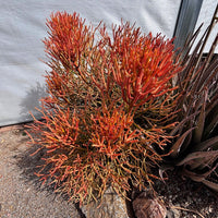 Euphorbia Tiricalli "Firesticks" Succulent Plant