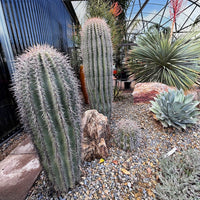 Carnegia Gigantea, Saguaro Cactus Plant