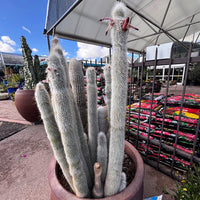 Cleistocactus Straussi Plant, Silver Torch Cactus With Red Flowers
