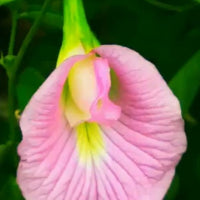 Clitoria Ternatea Pink/Purple 10 Seeds, Butterfly Pea Garden Vine, Asian Pigeonwings