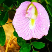 Clitoria Ternatea Pink/Purple 10 Seeds, Butterfly Pea Garden Vine, Asian Pigeonwings