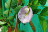 Clitoria Ternatea Pink/Purple 10 Seeds, Butterfly Pea Garden Vine, Asian Pigeonwings