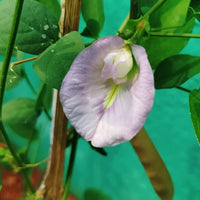 Clitoria Ternatea Pink/Purple 10 Seeds, Butterfly Pea Garden Vine, Asian Pigeonwings