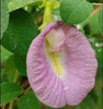 Clitoria Ternatea Pink/Purple 10 Seeds, Butterfly Pea Garden Vine, Asian Pigeonwings