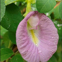 Clitoria Ternatea Pink/Purple 10 Seeds, Butterfly Pea Garden Vine, Asian Pigeonwings