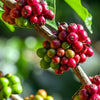 Coffea arabica Shrub Or Small Tree, Live Coffee Plant