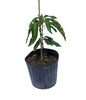 Mangifera indica 'Cogshall' Dwarf Mango Tree, Live Grafted Fruit Plant