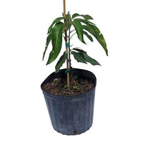 Mangifera indica 'Cogshall' Dwarf Mango Tree, Live Grafted Fruit Plant