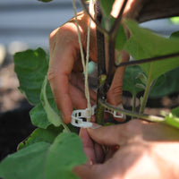 Compostable garden and trellis clips - 50 clip bag