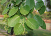 Cordia dichotoma 8 Stones / Seeds, Indian or Clammy Edible Cherry Fruit Tree Shrub