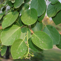 Cordia dichotoma 8 Stones / Seeds, Indian or Clammy Edible Cherry Fruit Tree Shrub