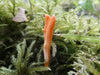 Mycomatrix Organic Cordyceps Adaptogenic Mushroom Extract