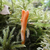 Mycomatrix Organic Cordyceps Adaptogenic Mushroom Extract