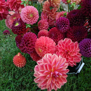 Dahlia Bulbs - Watermelon Mix By Easy To Grow Bulbs