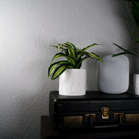 Daisy Planter In Lots Of Colors & Sizes