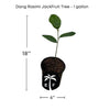 Dang Rasimi Jackfruit Dwarf Live Tree, from Seedlings