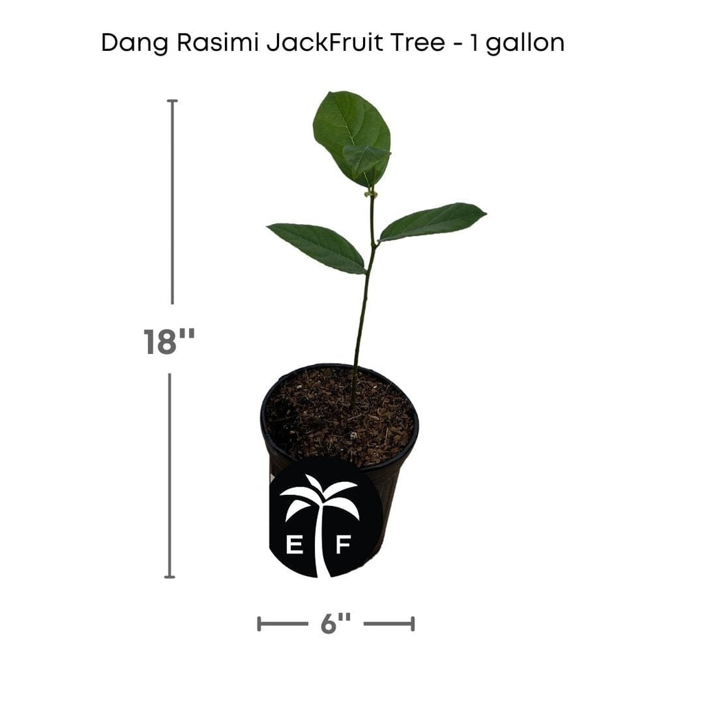 Dang Rasimi Jackfruit Dwarf Live Tree, from Seedlings