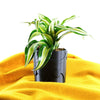 Deep Space Planter Pot In Many Sizes & Colors
