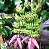 Double Mahoi Dwarf Banana, Live Plant