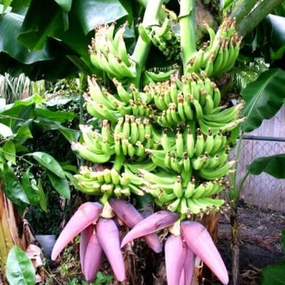 Double Mahoi Dwarf Banana, Live Plant
