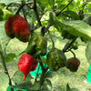 Dragon's Breath Chili Pepper Seeds, Extreme Caution Garden Vegetables