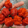 Dragon's Breath Chili Pepper Seeds, Extreme Caution Garden Vegetables