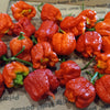 Dragon's Breath Chili Pepper Seeds, Extreme Caution Garden Vegetables